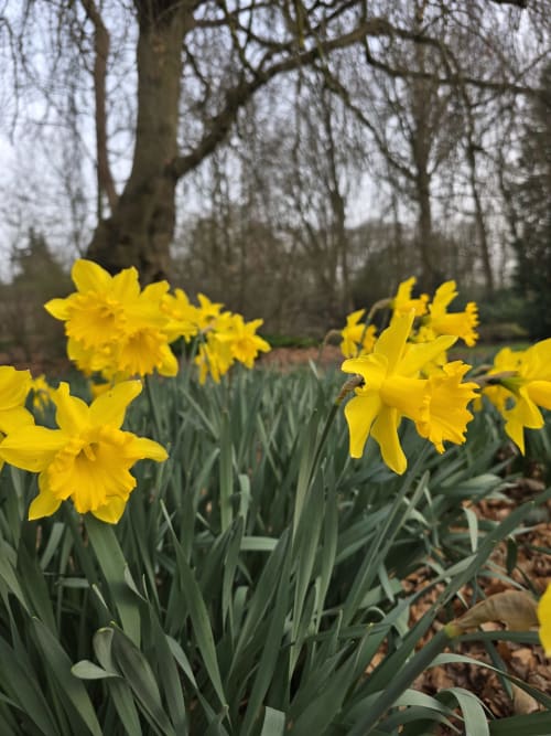 Bright yellow daffodils blooming in spring garden at Castanea Business & Suites, Merelbeke