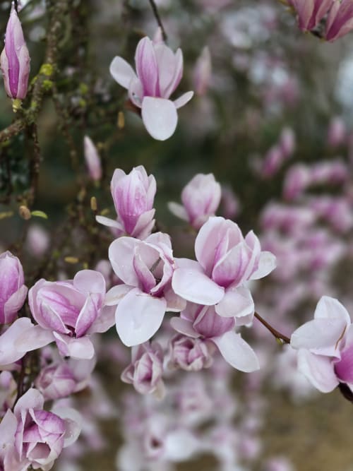 Pink and white magnolia blossoms blooming at Castanea Business & Suites in Merelbeke, Belgium