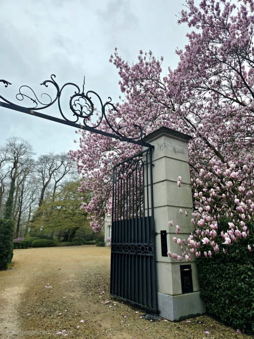 Ornate black gate with blooming magnolia trees at Castanea Business & Suites entrance in Merelbeke