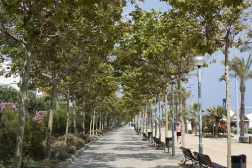 Tree-lined promenade with benches at Hotel Continental Calella, seaside walkway in Calella, Spain