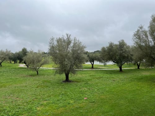 Vue du jardin d'oliviers de l'appartement Sant Jordi avec pelouse verdoyante et paysage méditerranéen