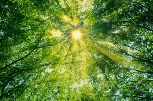 La lumière du soleil filtre à travers la canopée verte de la forêt aux Hortensias, gîte en Bourbonne-les-Bains, France
