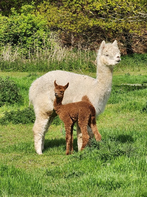 White adult alpaca with brown baby alpaca in lush garden at Blackbrook Cottages, Colchester