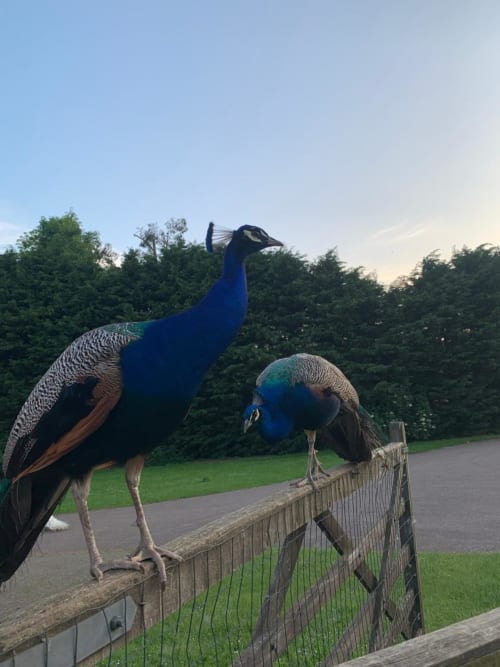 Two peacocks on wooden fence at Blackbrook Cottages garden in Colchester