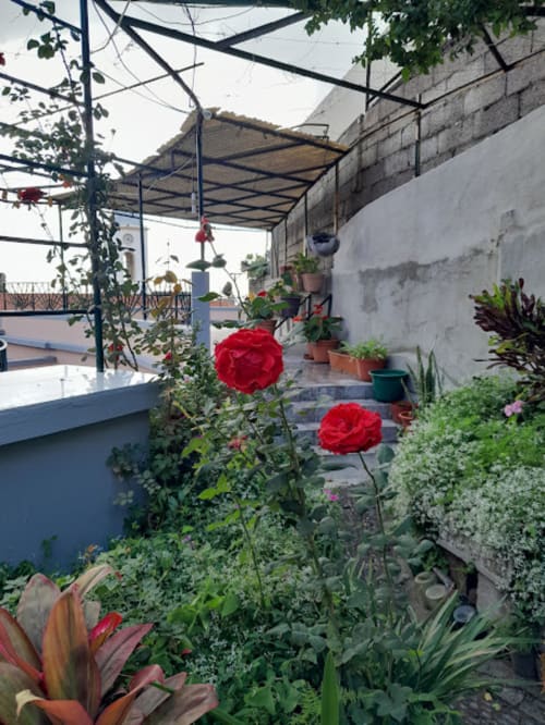 Exuberante jardim na cobertura da Villa Supranee com rosas vermelhas, plantas em vasos e pérgola com vista para Câmara da Lobos