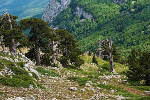 Prato alpino con alberi contorti e pendii rocciosi che affacciano sulla valle di Francavilla Marittima