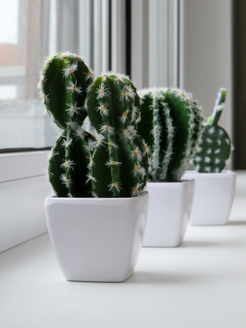 Fila di cactus in fiore in vasi bianchi a Borgo Luce, Francavilla Marittima, esposti su davanzale soleggiato
