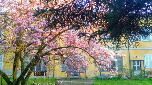 Albero di magnolia in fiore nel cortile del Bresbot B&B a Bressana, Italia, con la facciata gialla dell'edificio
