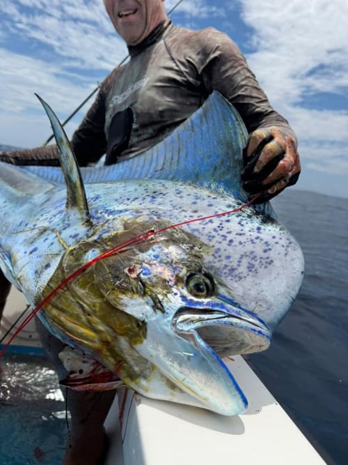 Angler holds large blue marlin catch off Pavones, Costa Rica coast for Hotel Swell