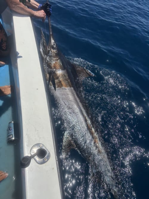 Large marlin fish caught during sport fishing excursion near Hotel Swell Pavones in Costa Rica
