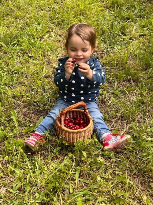 A child picking cherries on an estate in the Dordogne region of the Périgord Noir.