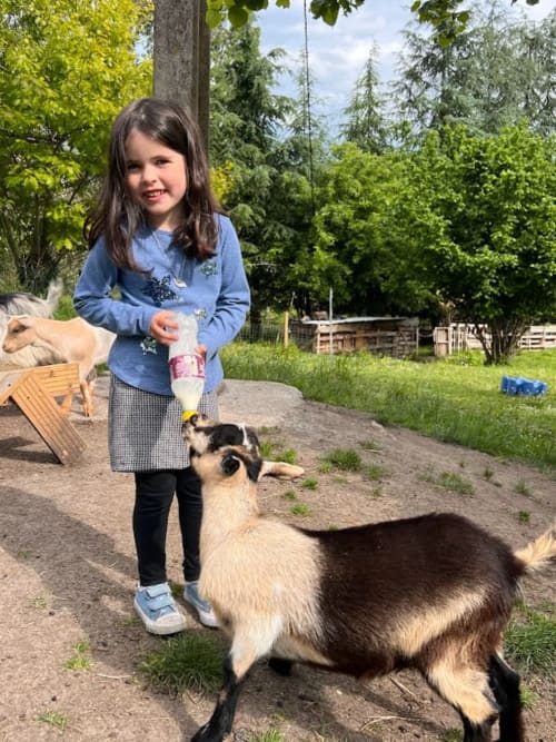 Child feeding a goat in a family gîte in the Dordogne