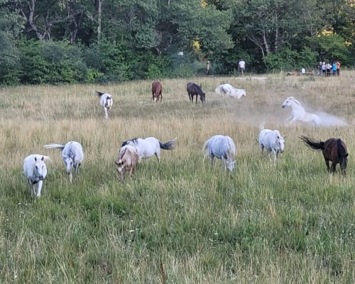 Troupeau de chèvres en pâture au Domaine de la Méouge, Barret-sur-Méouge