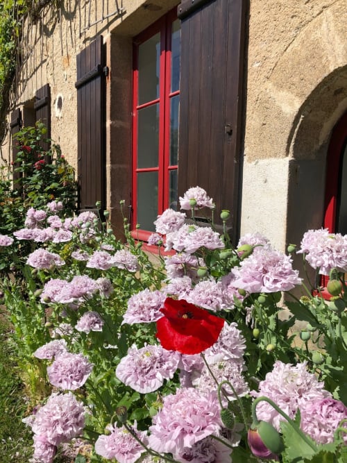 Pink peonies and red poppy blooming by dark wooden door with red frame at Domaine de Bort gîte