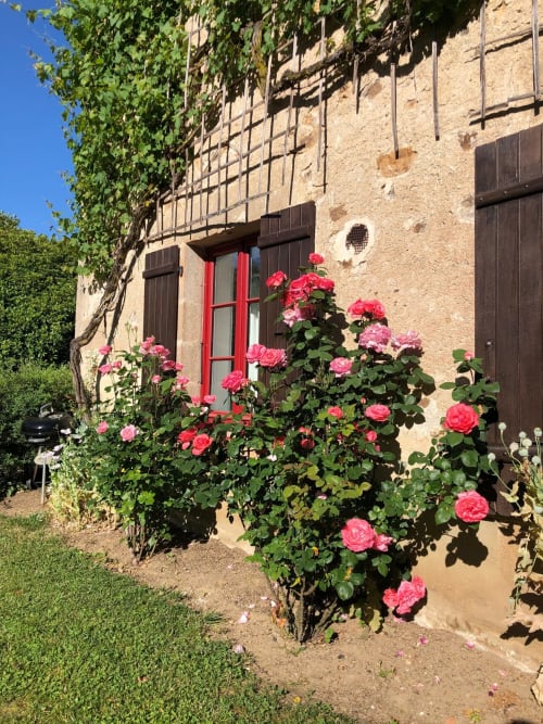 Pink roses blooming in front of stone cottage at Domaine de Bort near Limoges, France