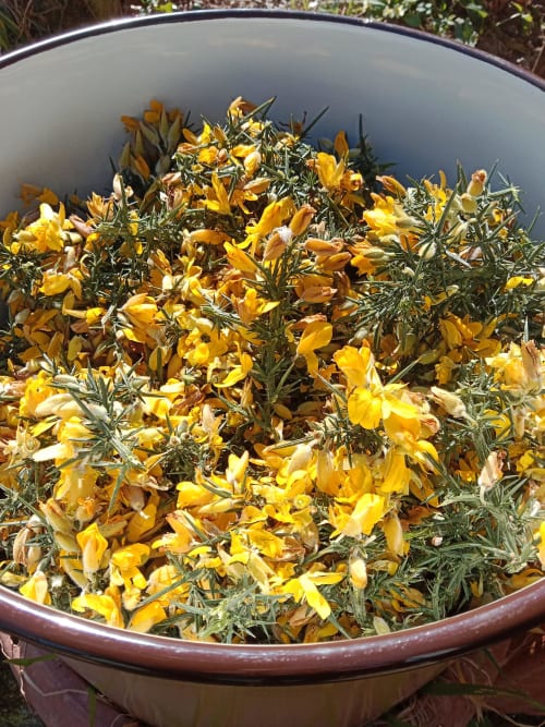 Yellow flowers in metal basin at La Cachette d'Oona, Saint-Jean-de-Monts B&B garden
