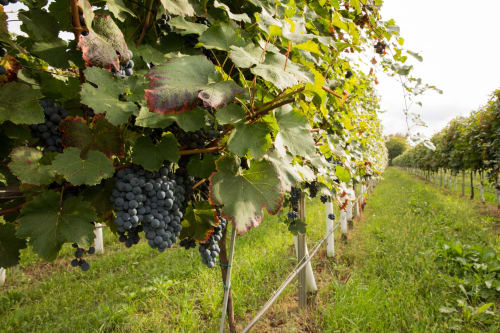 Uva nera matura appesa ai tralci in vigna presso Villa Ceci ad Andria, Italia
