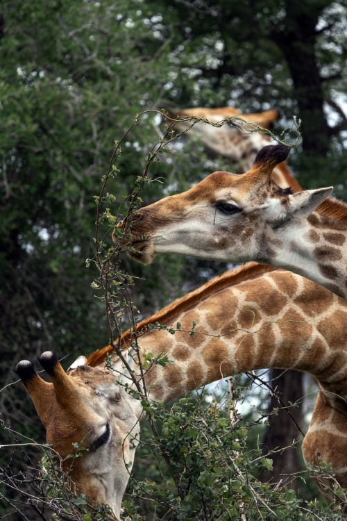 Girafas alimentando-se de ramos de acácia em Cerro da Campaniça, Santiago do Cacém
