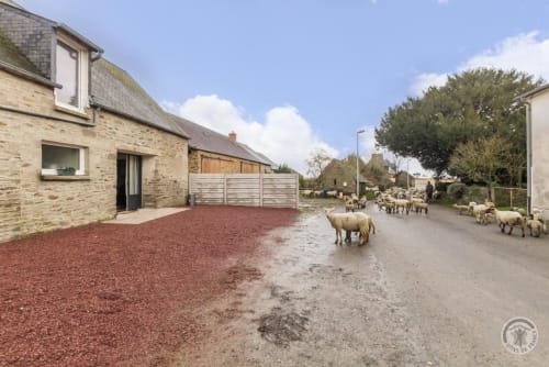 Stone cottage at La Bergerie De Montitier with red gravel driveway and sheep grazing in village street, Huisnes-sur-Mer