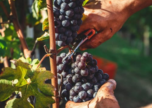 Colheita de uvas roxo-escuras na videira da quinta Luso Soul Stays em Albufeira, Portugal