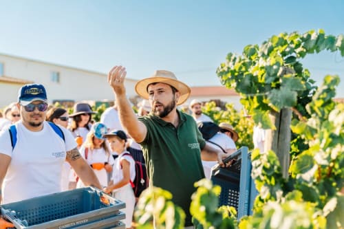 Visita à colheita de uvas na vinha Luso Soul Stays em Albufeira, com guia explicando viticultura aos visitantes