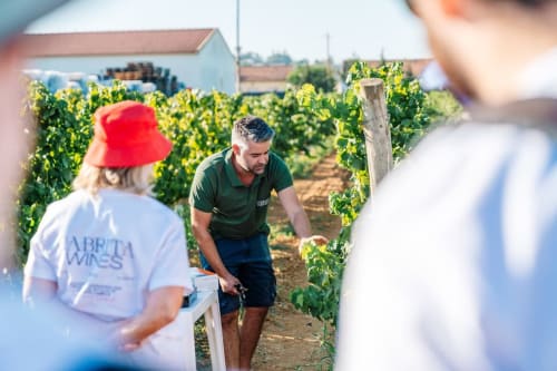 Guia de degustação de vinhos em Luso Soul Stays, Albufeira, explicando o processo de produção de vinho entre as videiras