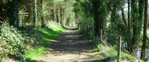 Tree-lined country lane leading through lush green forest near Madelines Accommodation in Wicklow, Ireland