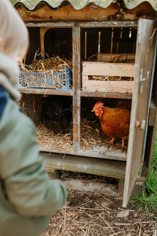 Poules dans un poulailler rustique en bois aux Granges De Pil Bara, gîte rural à Langoat, France