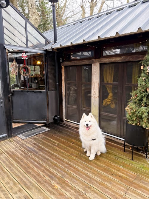 Chien blanc et fluffy sur la terrasse en bois du gîte Domaine ForRest à Lay, France, avec architecture en verre moderne