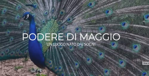 Pavone con splendide piume blu e coda iridescente a Podere di Maggio, Santa Fiora