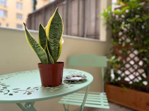 Snake plant in terracotta pot on mint green table at Residenza Seconnino hotel Naples balcony with city views