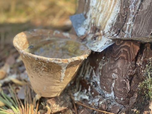 Vasija de barro rústica adherida a corteza de árbol desgastada en Baccara Lodge, Arengosse, Francia
