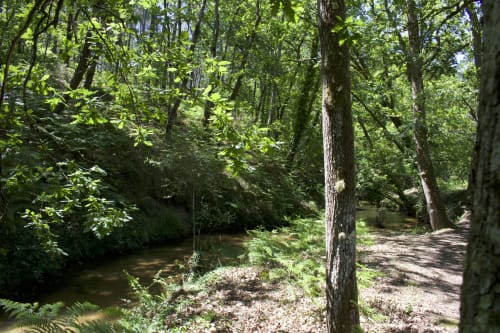 Arroyo tranquilo en Baccara Lodge, una casa rural en Arengosse, Francia, rodeado de árboles altos y exuberante vegetación