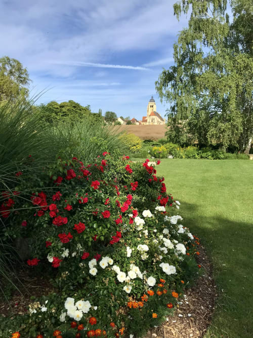 Red and white roses bloom in garden at Château de Ribourdin, Chevannes, with church spire beyond