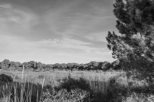 Wetland landscape near Le Prieuré Notre-Dame in Montfrin, France, with reeds and trees under cloudy sky