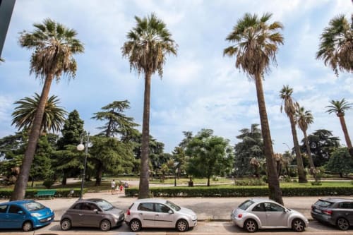 Auto parcheggiate sotto alti palmi in un parco mediterraneo con spazi verdi e edifici sullo sfondo