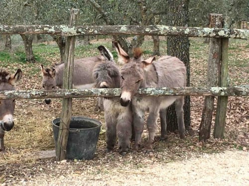 Asini nel loro recinto alla fattoria Donkeys & Roses a Viterbo, Italia con recinzione in legno e secchio per l'alimentazione