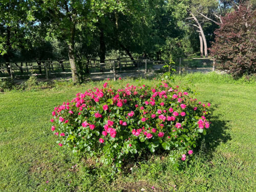 Fiori magenta in fiore nel giardino della proprietà Donkeys & Roses a Viterbo, Italia, con prato verde e recinzione in legno