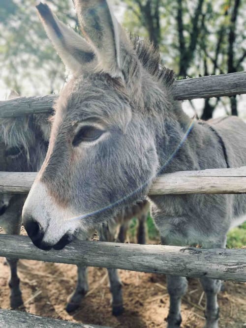 Asino grigio al recinto in legno presso l'agriturismo Donkeys & Roses a Viterbo, Italia