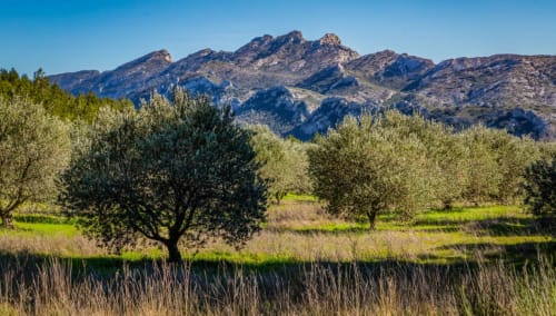 Oliveraie avec chaîne de montagnes en arrière-plan à l'Oustau de Marie, gîte de charme à Saint-Rémy-de-Provence, France
