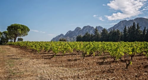 Paysage viticole près d'Oustau de Marie à Saint-Rémy-de-Provence avec montagnes et pins