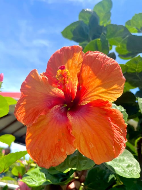 Fleur d'hibiscus rouge et orange éclatante en fleur aux Cottages du Lagon à Saint-François, Guadeloupe