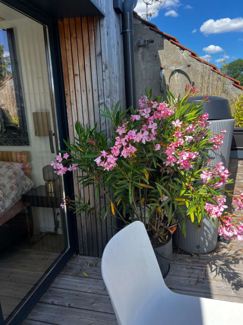 Plante à fleurs roses sur la terrasse du toit des Hébergements C&C à Angres, avec coin détente et ciel bleu