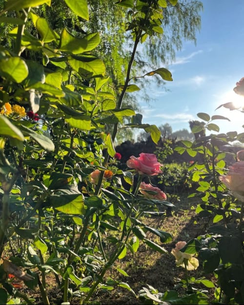 Vibrante jardín de rosas en la villa Hotel El Porvenir, Querétaro, México con flores rosa y amarillas entre follaje verde exuberante