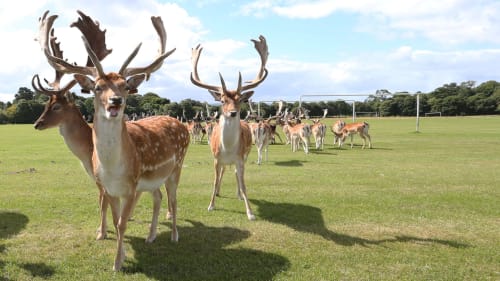 Herd of deer grazing in a grass field with soccer goals visible, near KGT House hostel in Dublin