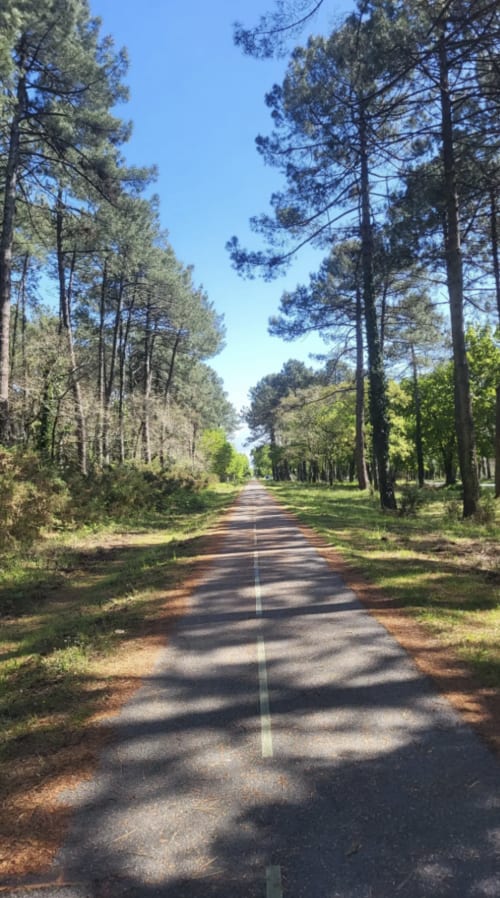 Tree-lined rural road near Le Boïate Hôtel in Arès, France with clear blue sky