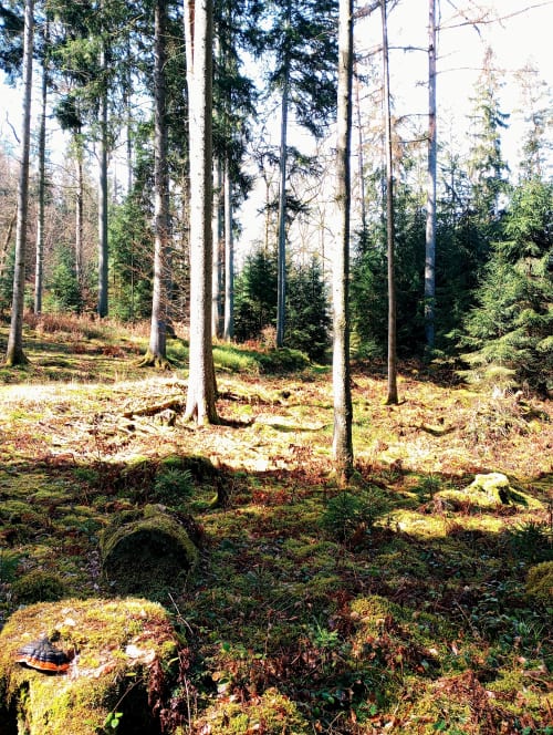 Le sol de la forêt paisible du gîte Paulusmühle à Soucht, France, avec de grands arbres et des rochers couverts de mousse