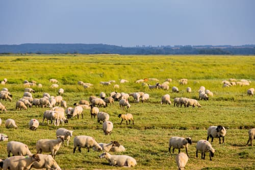 Troupeau de moutons paissant dans un pré verdoyant près d'Angres, campagne française
