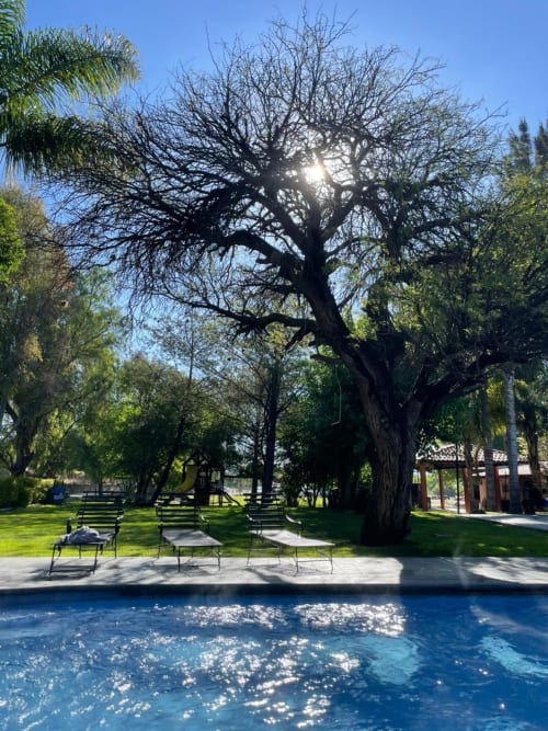 Antiguo árbol de gran tamaño junto a la piscina de la villa Hotel El Porvenir en Querétaro, México con asientos de jardín