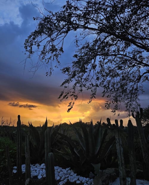 Atardecer entre plantas de agave en la villa jardín del Hotel El Porvenir, Querétaro, México